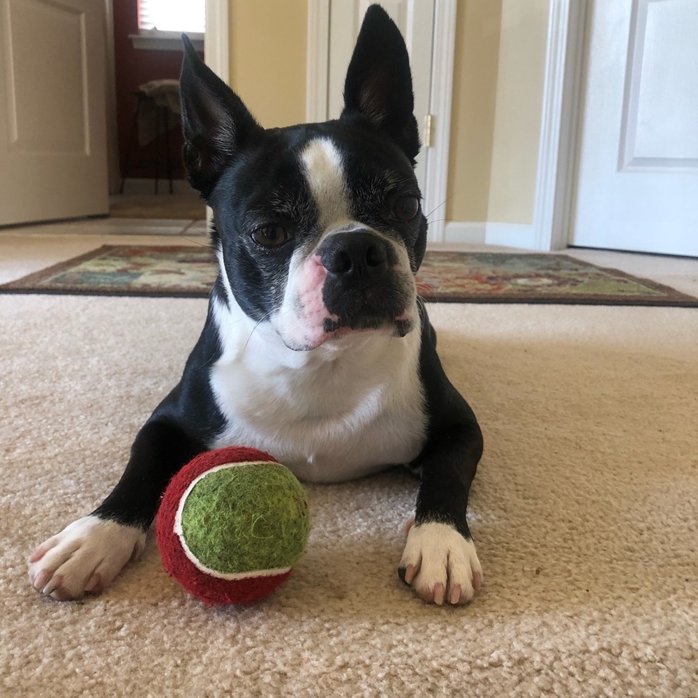 Meet your Posher, Bob